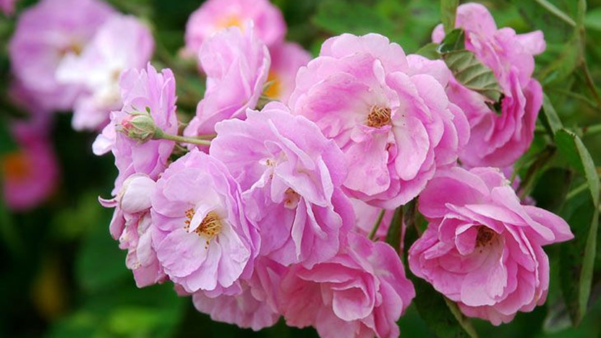 Cay-hoa-tam-xuan-la-loai-cay-nao